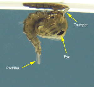 Mosquito Life Cycle