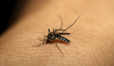 Anopheles Mosquito