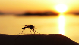 HIDDEN FACTS ABOUT MOSQUITOES