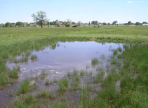 Mosquito Habitats