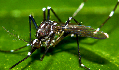 Asian Tiger Mosquitoes