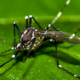 Asian Tiger Mosquitoes