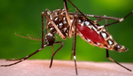 Facts, Identification and control of mosquitoes