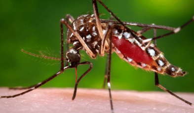 Facts, Identification and control of mosquitoes