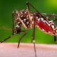 Facts, Identification and control of mosquitoes