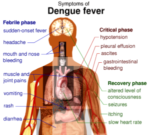 Mosquito-Borne Diseases