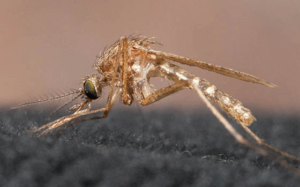 Mosquito Species