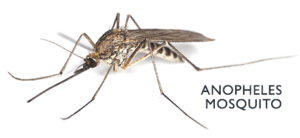 Anopheles Mosquito