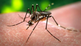 Easy Methods to Identify Mosquito