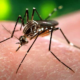 Easy Methods to Identify Mosquito