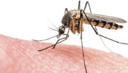 Why Mosquitoes find Humans Attractive