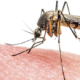 Why Mosquitoes find Humans Attractive