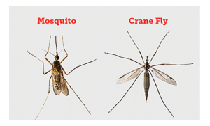 What are the physical features of mosquito?