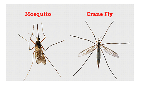 What Are The Physical Features Of Mosquito? - Mosquito Repellent Guide