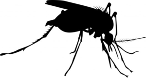 HIDDEN FACTS ABOUT MOSQUITOES