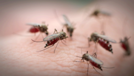 Mosquitoes and their behavior