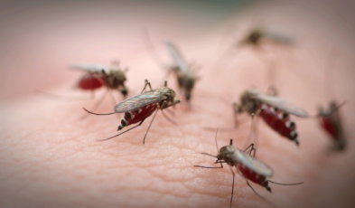 Mosquitoes and their behavior