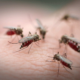 Mosquitoes and their behavior