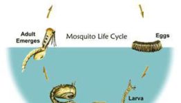 MOSQUITO LARVAE FACTS UNRAVELLED