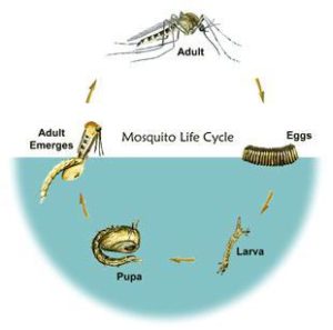 MOSQUITO LARVAE FACTS UNRAVELLED