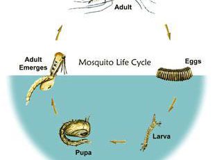 MOSQUITO LARVAE FACTS UNRAVELLED