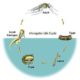 MOSQUITO LARVAE FACTS UNRAVELLED