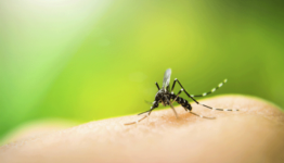 The many ways the female mosquito differs from the male