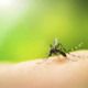 The many ways the female mosquito differs from the male